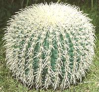 Barrel Cactus Vegas