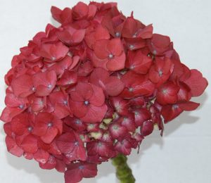 Red Hydrangea