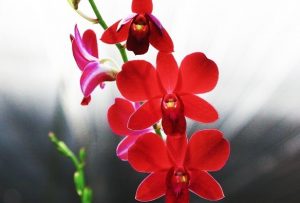 Red Dendrobium Orchid