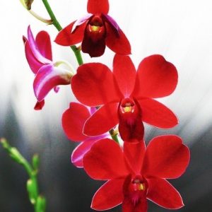 Red Dendrobium Orchid