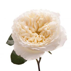 White Garden Rose