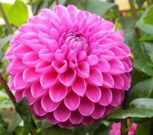 Pink Ball Dahlia