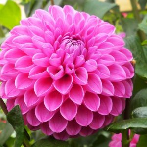 Pink Ball Dahlia