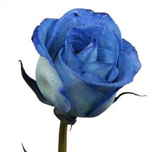 Blue Dyed Rose