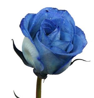 Blue Dyed Rose