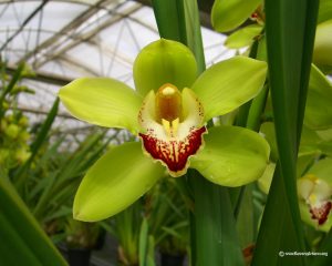 Green Cymbidium Orchid