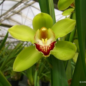 Green Cymbidium Orchid