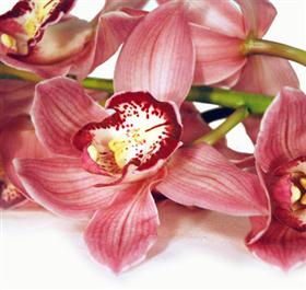 Dark Pink Cymbidium Orchid