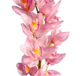 Light Pink Cymbidium Orchid