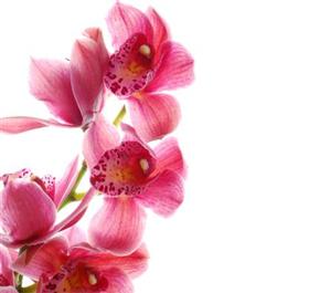 Pink Cymbidium Orchid