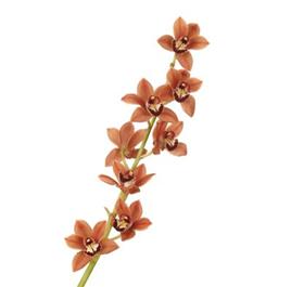 Brown Cymbidium Orchid