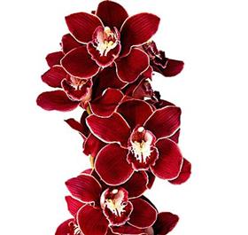 Burgundy Cymbidium Orchid