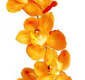 Orange Cymbidium Orchid