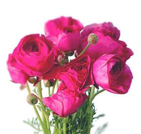 Pink Ranunculus