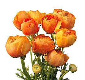 Orange Ranunculus