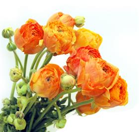 Peach Ranunculus