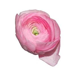 Light Pink Ranunculus