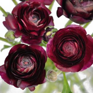 Burgundy Ranunculus