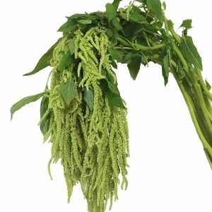 Green Hanging Amaranthus