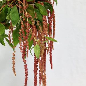 Peach Hanging Amaranthus