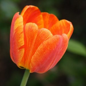 Orange Tulip