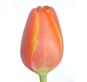 Peach Tulip