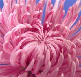 Pink Spider Mum