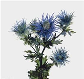 Blue Eryngium Thistle Stem