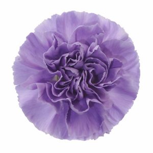 Lavender Carnation