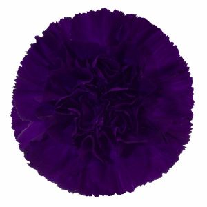 Dark Purple Carnation