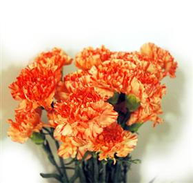 Orange Carnation