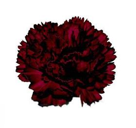 Burgundy Carnation