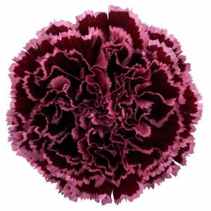 Nobio Burgundy Carnation