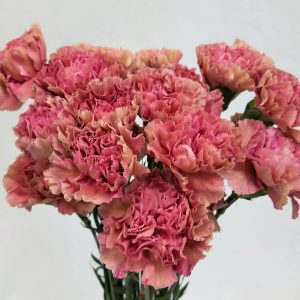 Blush Carnations