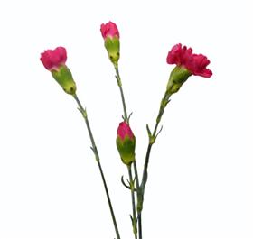 Mini Hot Pink Carnation