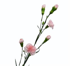 Mini Light Pink Carnation