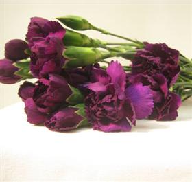 Mini Purple Carnation