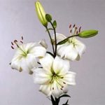 White Lily Asiatic