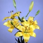 Light Yellow Lily Asiatic