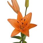 Orange Lily Asiatic