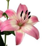 Pink and White Lily Asiatic