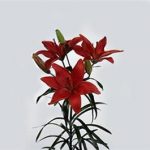 Red Lily Asiatic