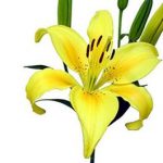 Yellow Lily Asiatic