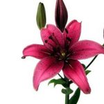 Dark Pink Lily Asiatic
