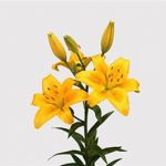 Golden Lily Asiatic