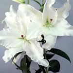 White Lily Casablanca