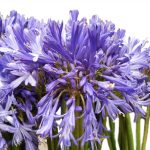 Blue Agapanthus