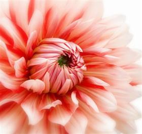 Peach Dahlia