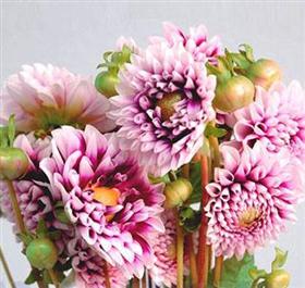 Purple and White Dahlia