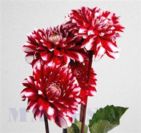Red With White Dahlia